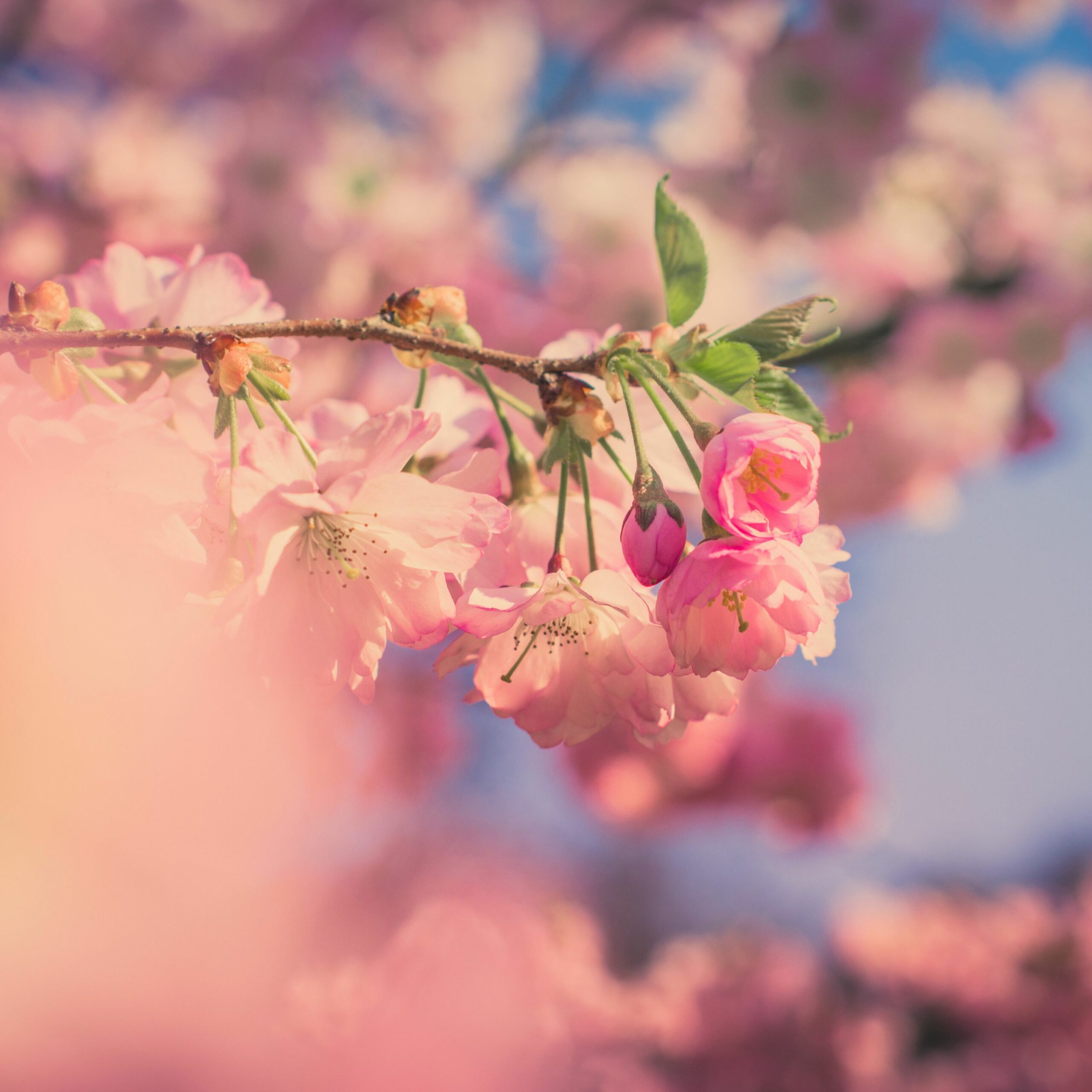 Spring Vibes Only: 50+ Free Spring Aesthetic Wallpapers for Your Device