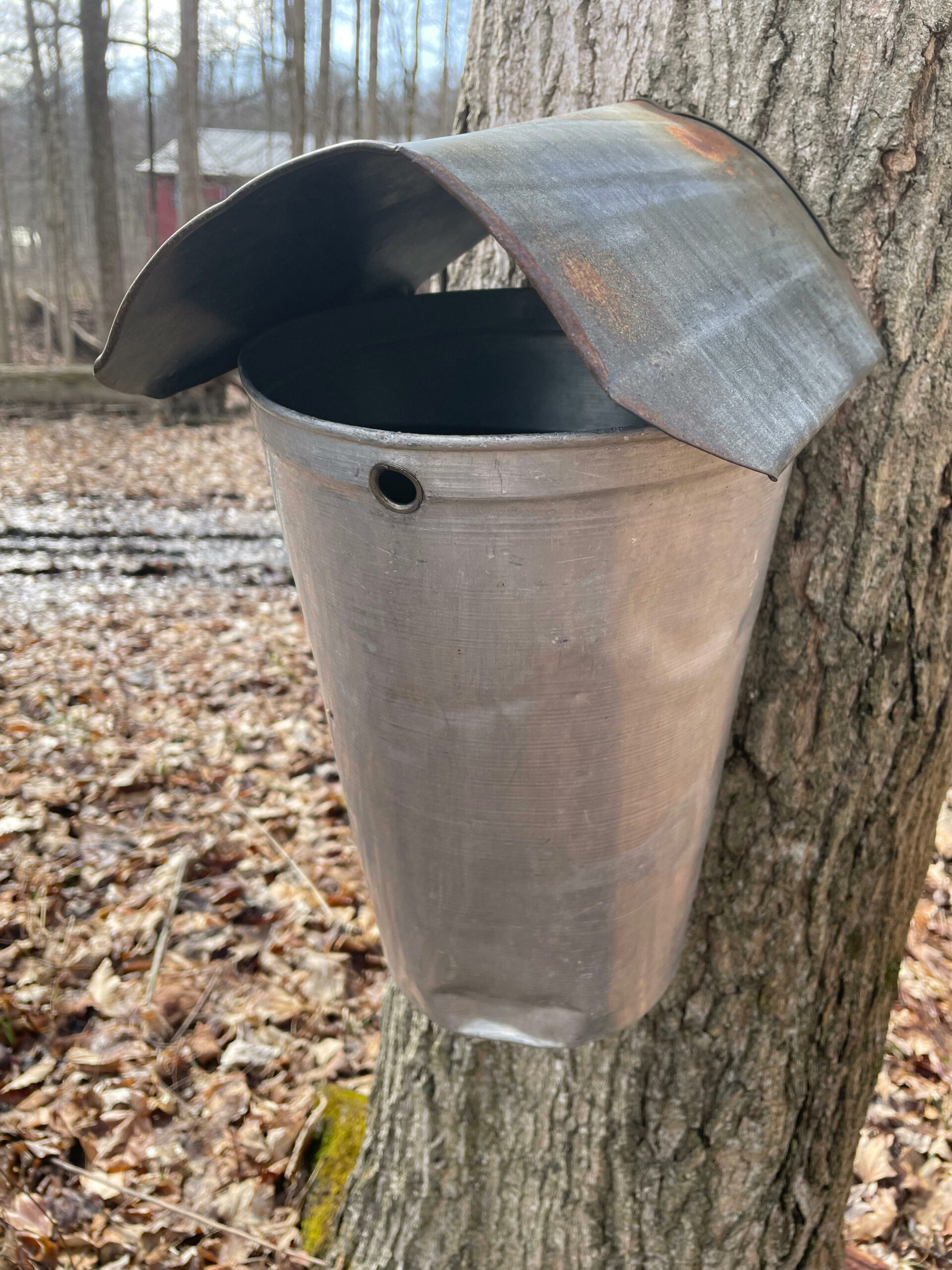 Hale Farm’s March Maple Sugar Festival Offers Sweet Weekend Adventures
