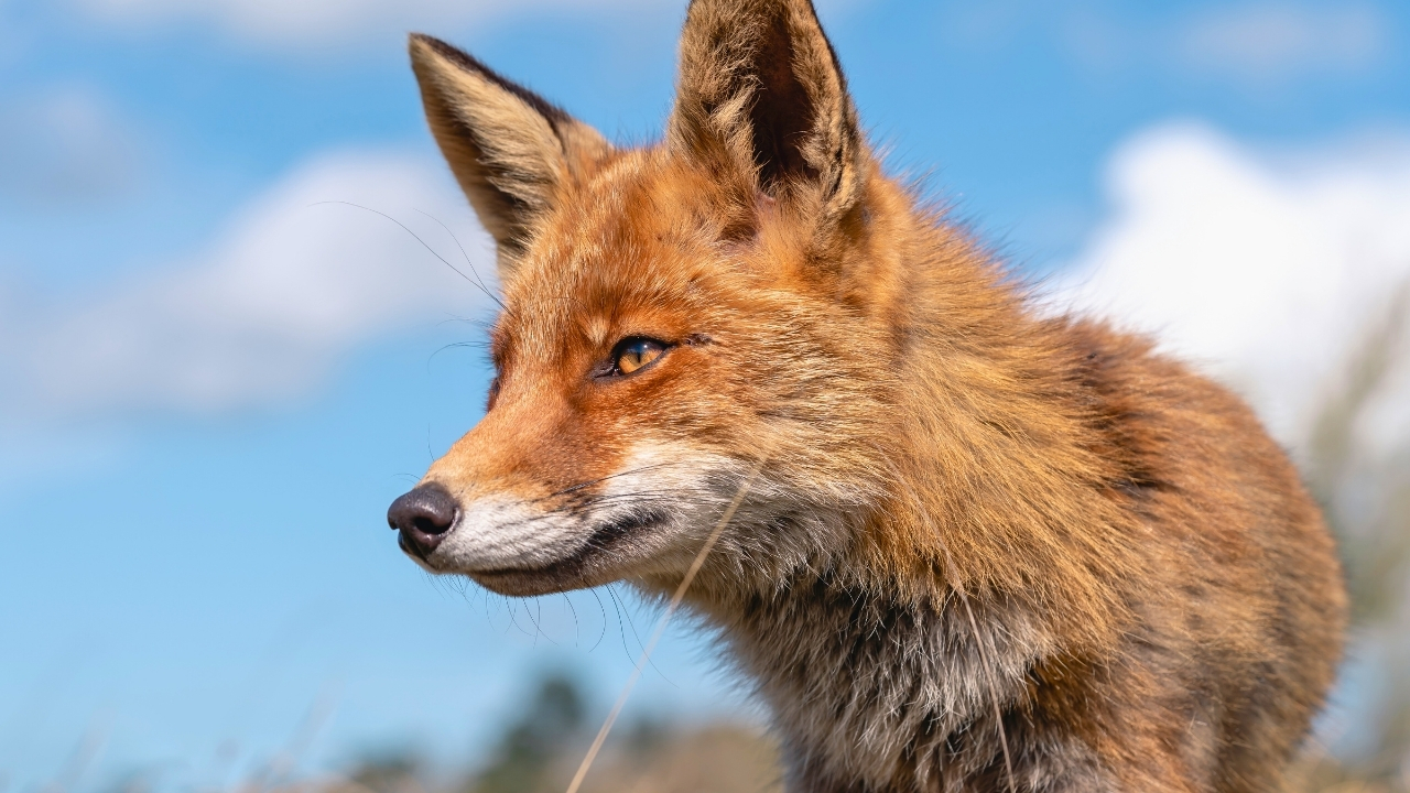How to Stop a Fox from Pestering Your Chickens