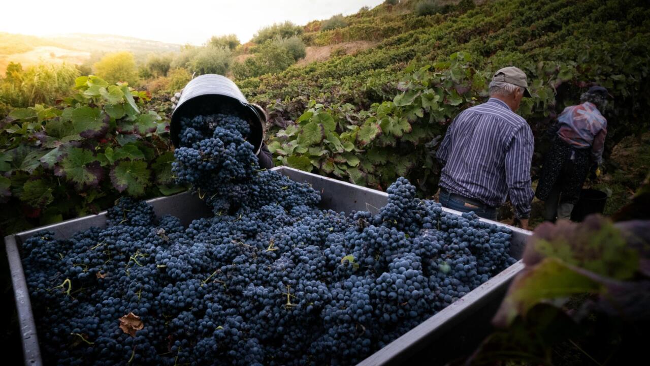 Inside the Douro Valley: A First-Hand Harvest Journey