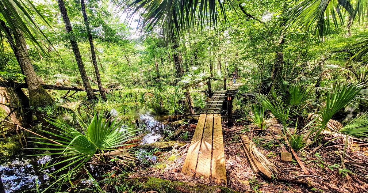 A hidden Florida boardwalk trail awaits
