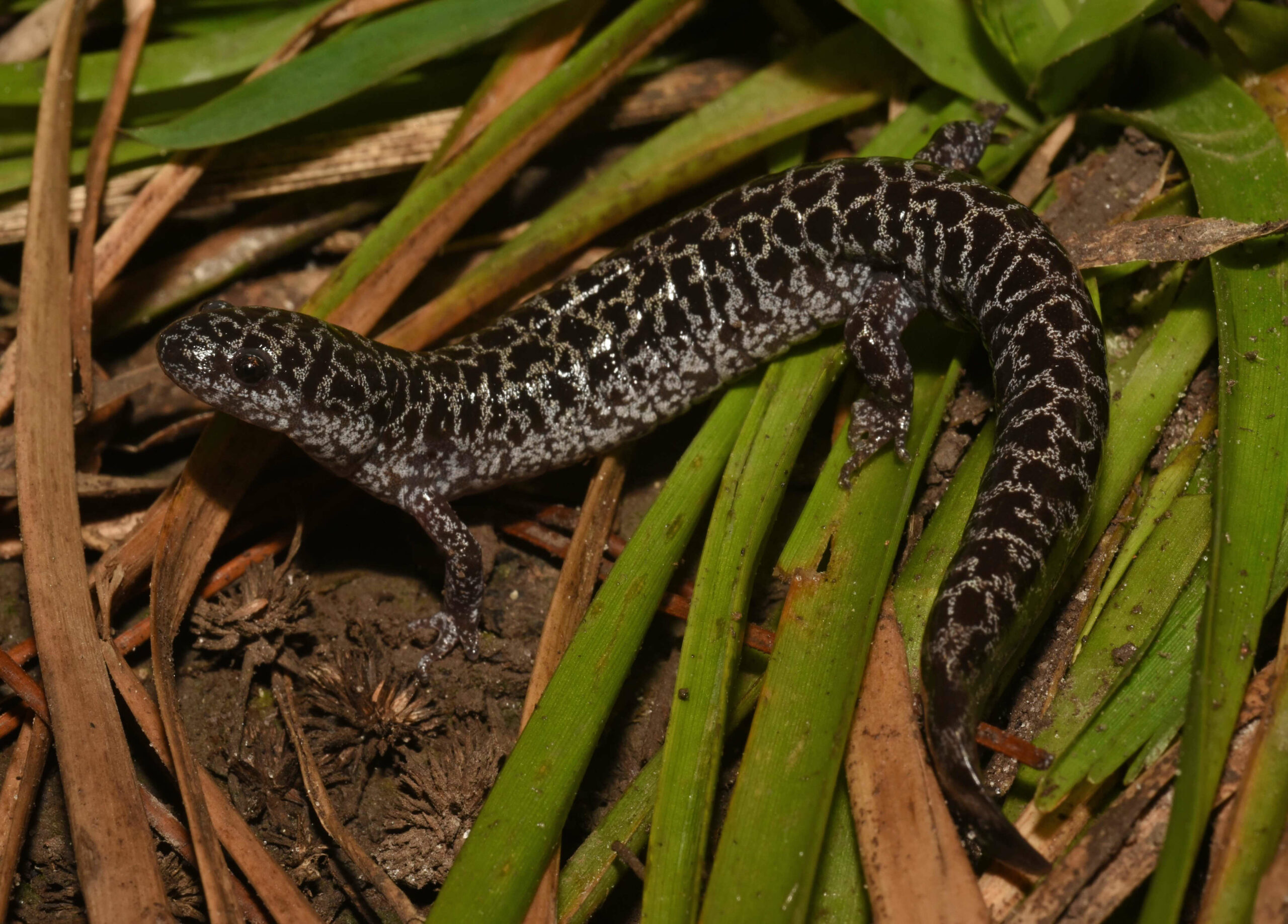 Explore salamanders and herons at Summit Metro Parks this spring