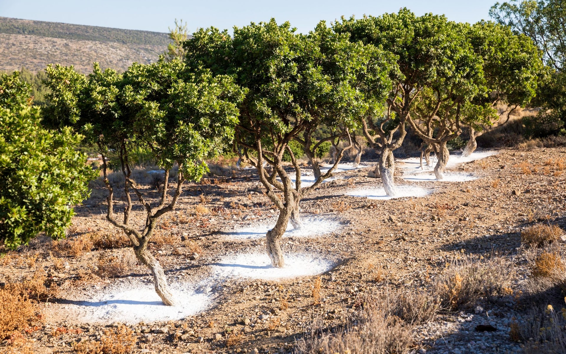 How a Rare Plant Preserved a Greek Island’s Magic