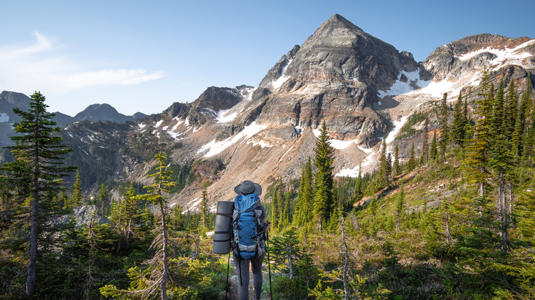 Sneaky Porcupines Threaten Hikers’ Cars in Canadian Park