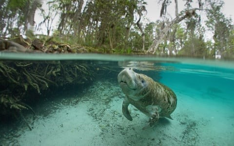 America’s Gator Haven Could Join UNESCO’s Ranks